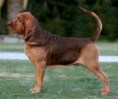 CÃO DE SANTO HUMBERTO